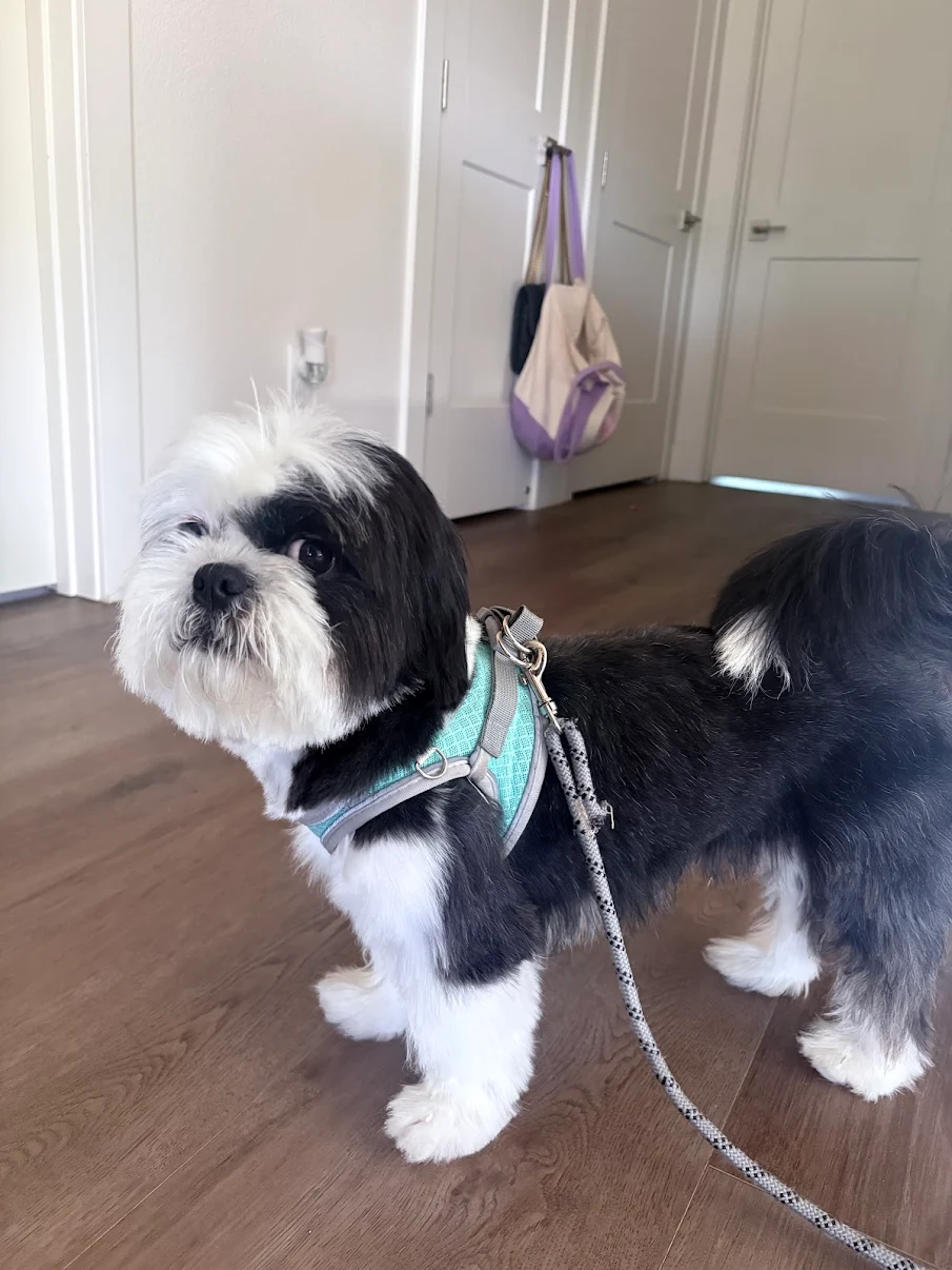 Freshly groomed dog