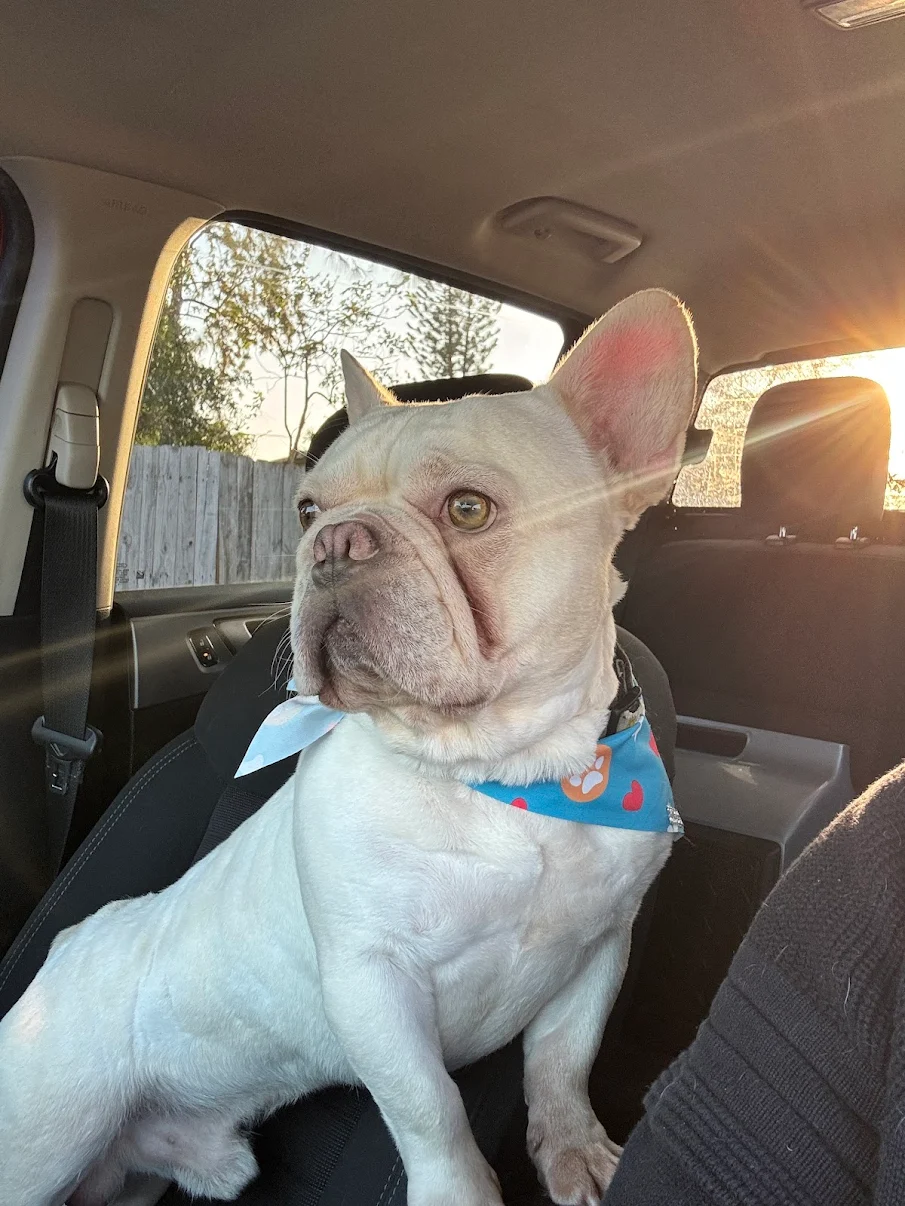 Freshly groomed dog