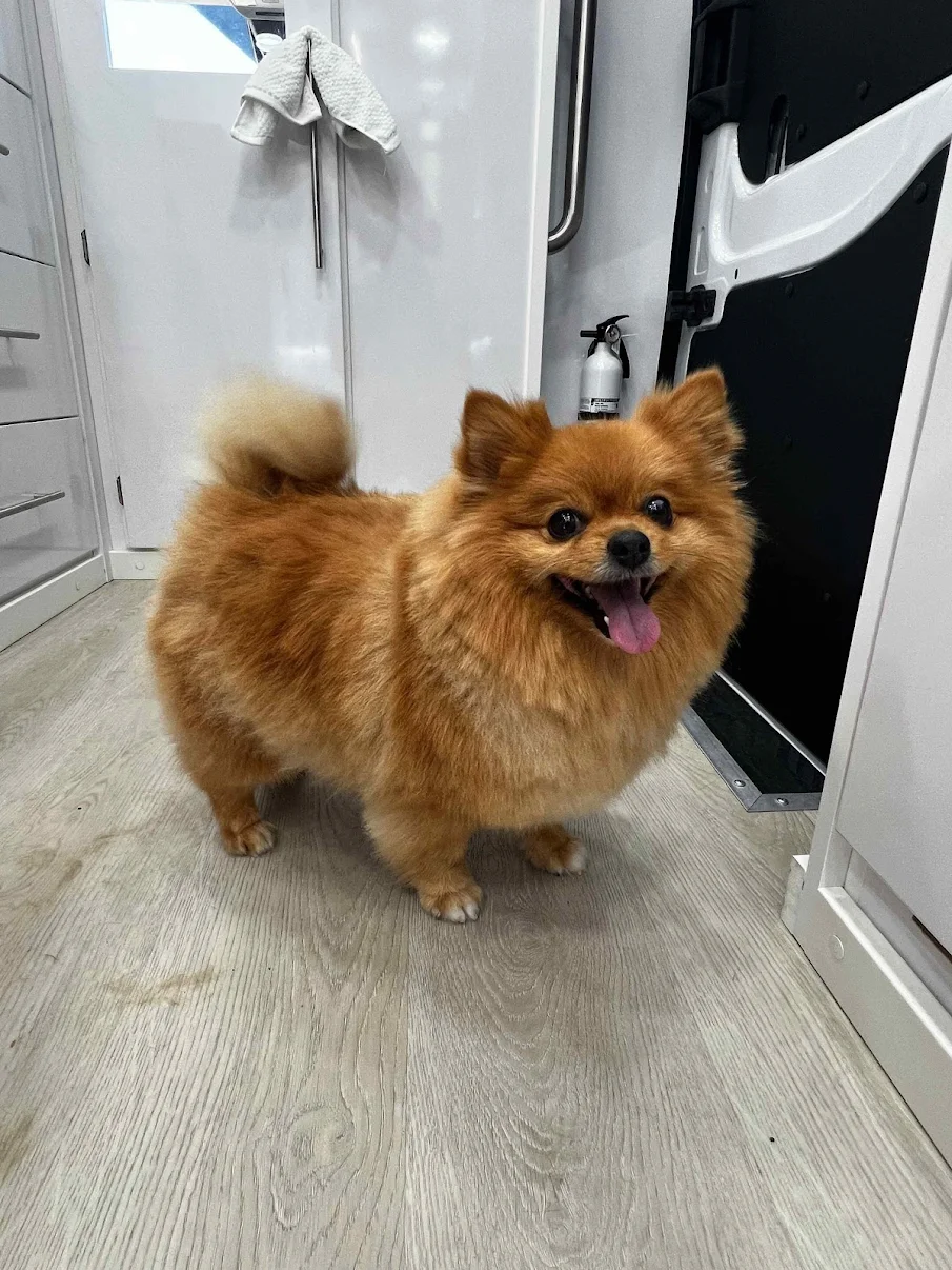 Freshly groomed dog